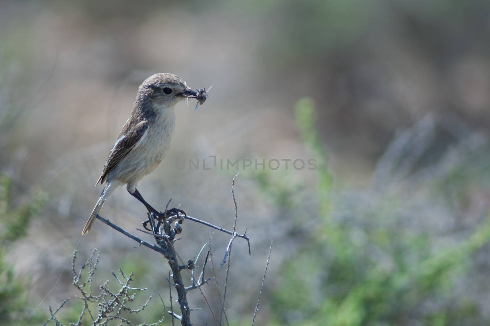 Canary Islands stonechat (Saxicola dacotiae). Female with food for its chicks. Esquinzo ravine. La Oliva. Fuerteventura. Canary Islands. Spain.