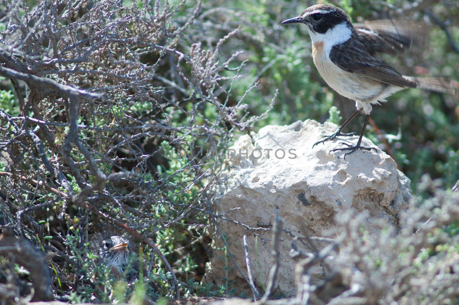 Canary Islands stonechats (Saxicola dacotiae). Male and its chick. Esquinzo ravine. La Oliva. Fuerteventura. Canary Islands. Spain.