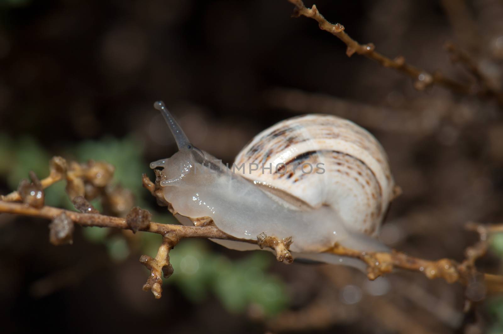 White garden snail (Theba pisana). Tindaya. La Oliva. Fuerteventura. Canary Islands. Spain.