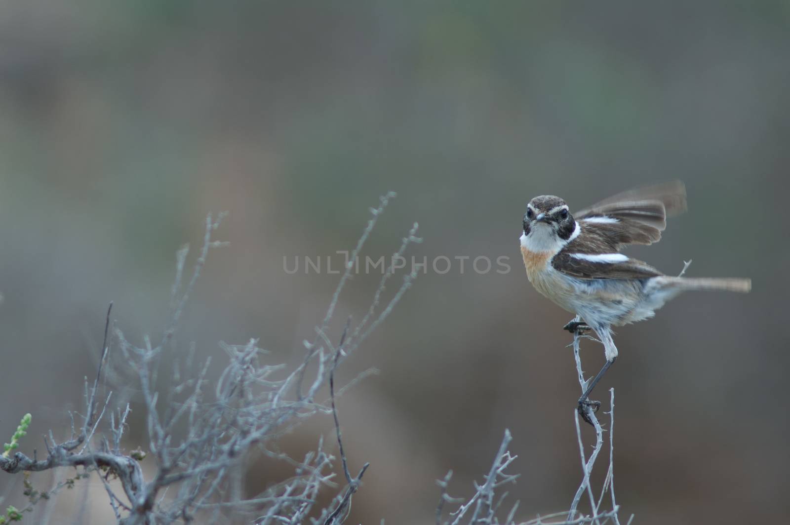 Canary Islands stonechat (Saxicola dacotiae). Male. Esquinzo ravine. La Oliva. Fuerteventura. Canary Islands. Spain.