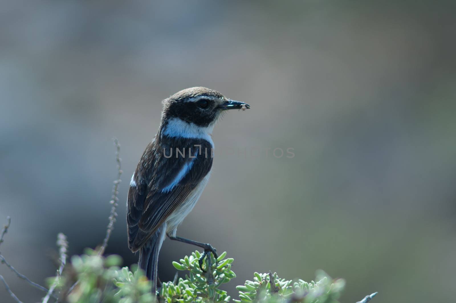 Canary Islands stonechat (Saxicola dacotiae). Male with food for its chicks. Esquinzo ravine. La Oliva. Fuerteventura. Canary Islands. Spain.