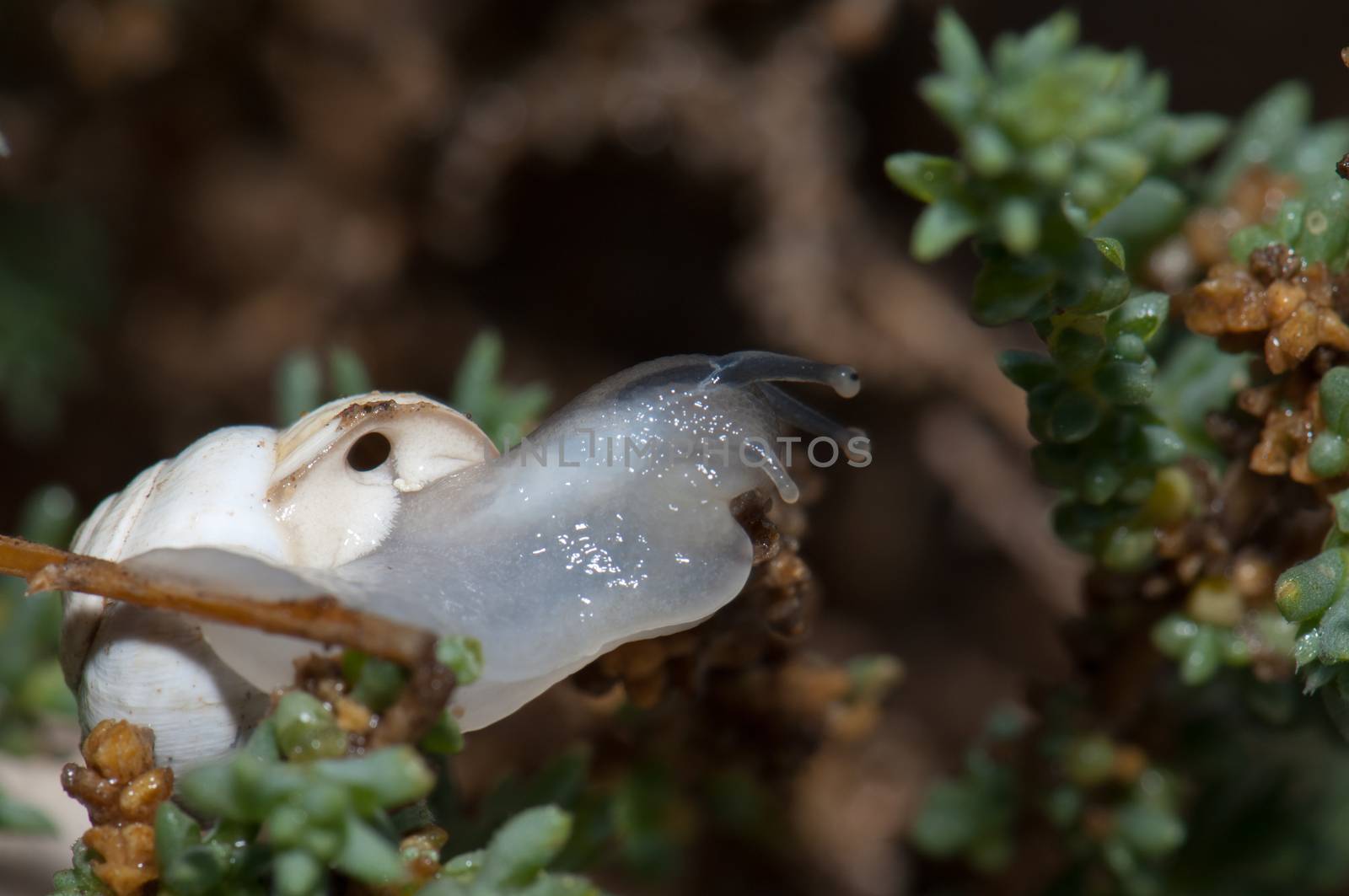 White garden snail (Theba pisana). Tindaya. La Oliva. Fuerteventura. Canary Islands. Spain.