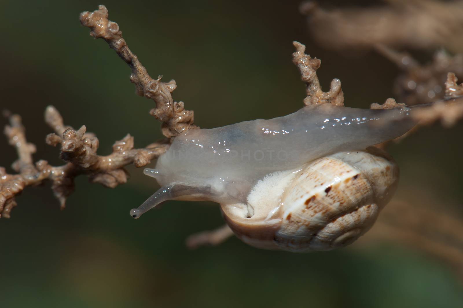 White garden snail (Theba pisana). Tindaya. La Oliva. Fuerteventura. Canary Islands. Spain.