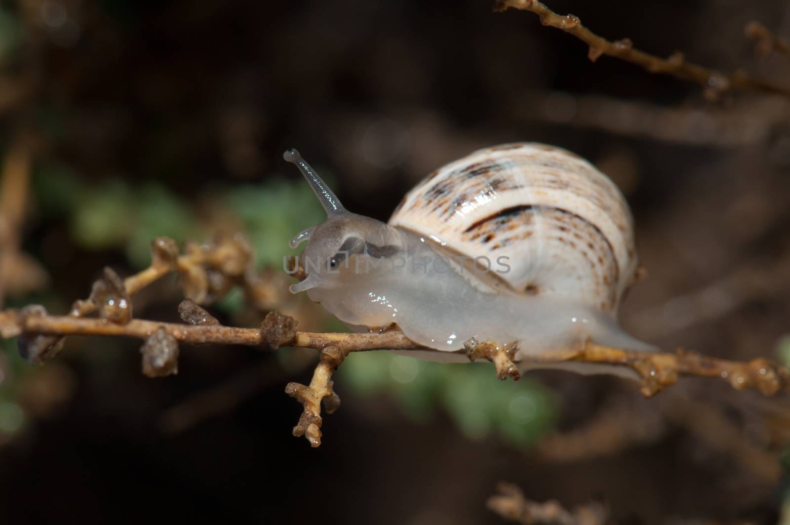 White garden snail (Theba pisana). Tindaya. La Oliva. Fuerteventura. Canary Islands. Spain.