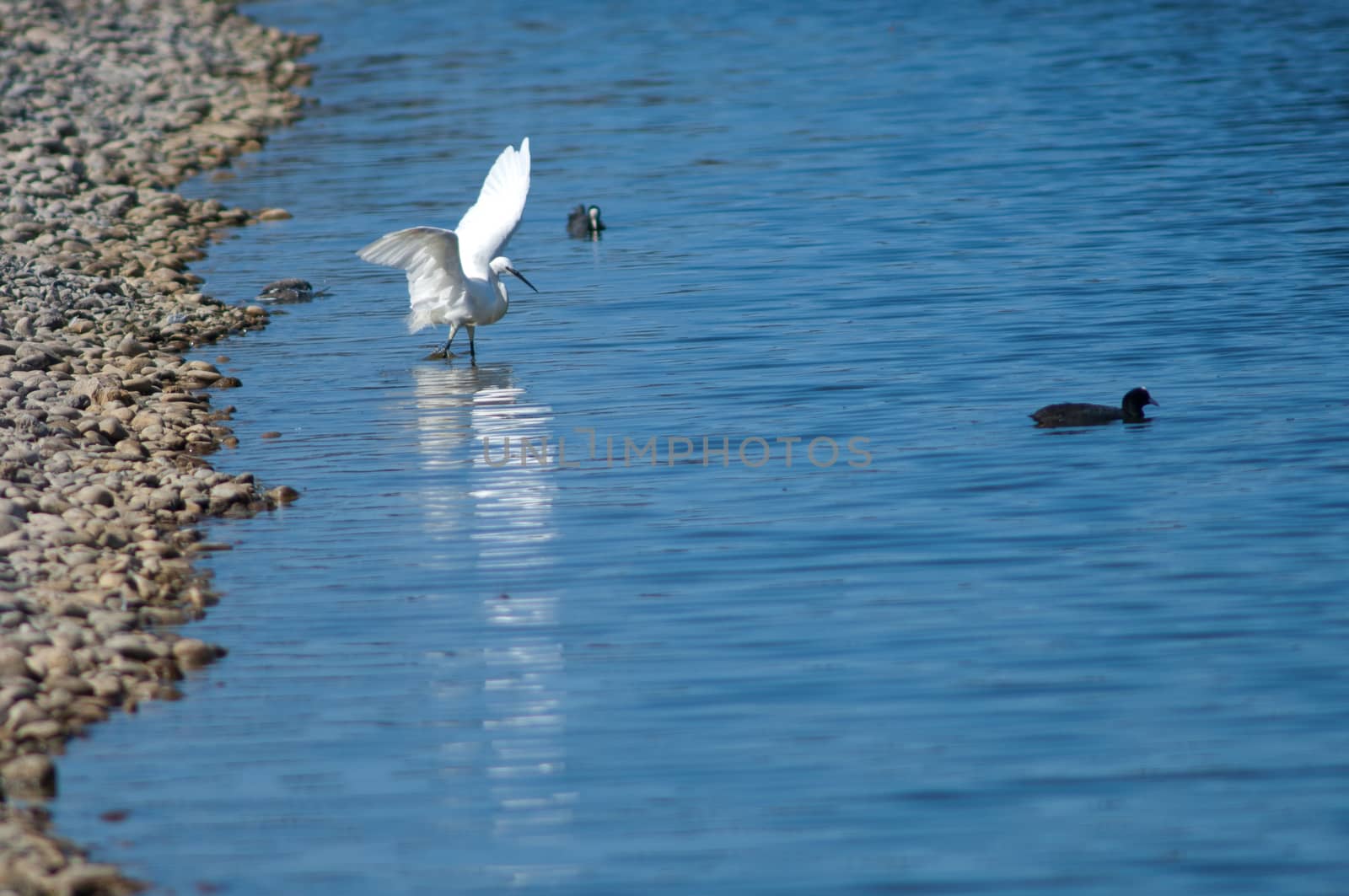 Little egret (Egretta garzetta) fishing (left) and Eurasian coot (Fulica atra) (right). by VictorSuarez