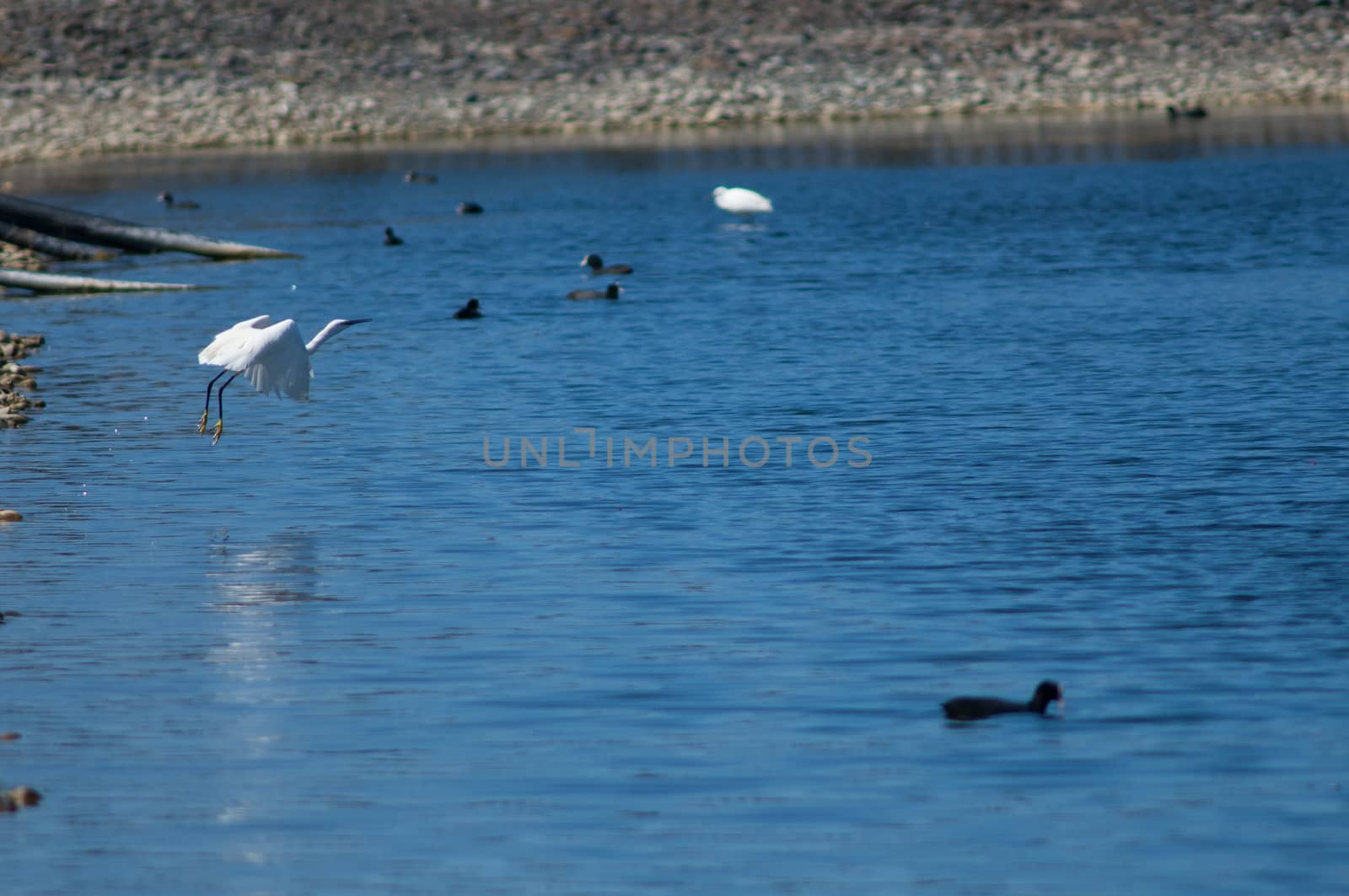 Little egret (Egretta garzetta) taking flight. by VictorSuarez