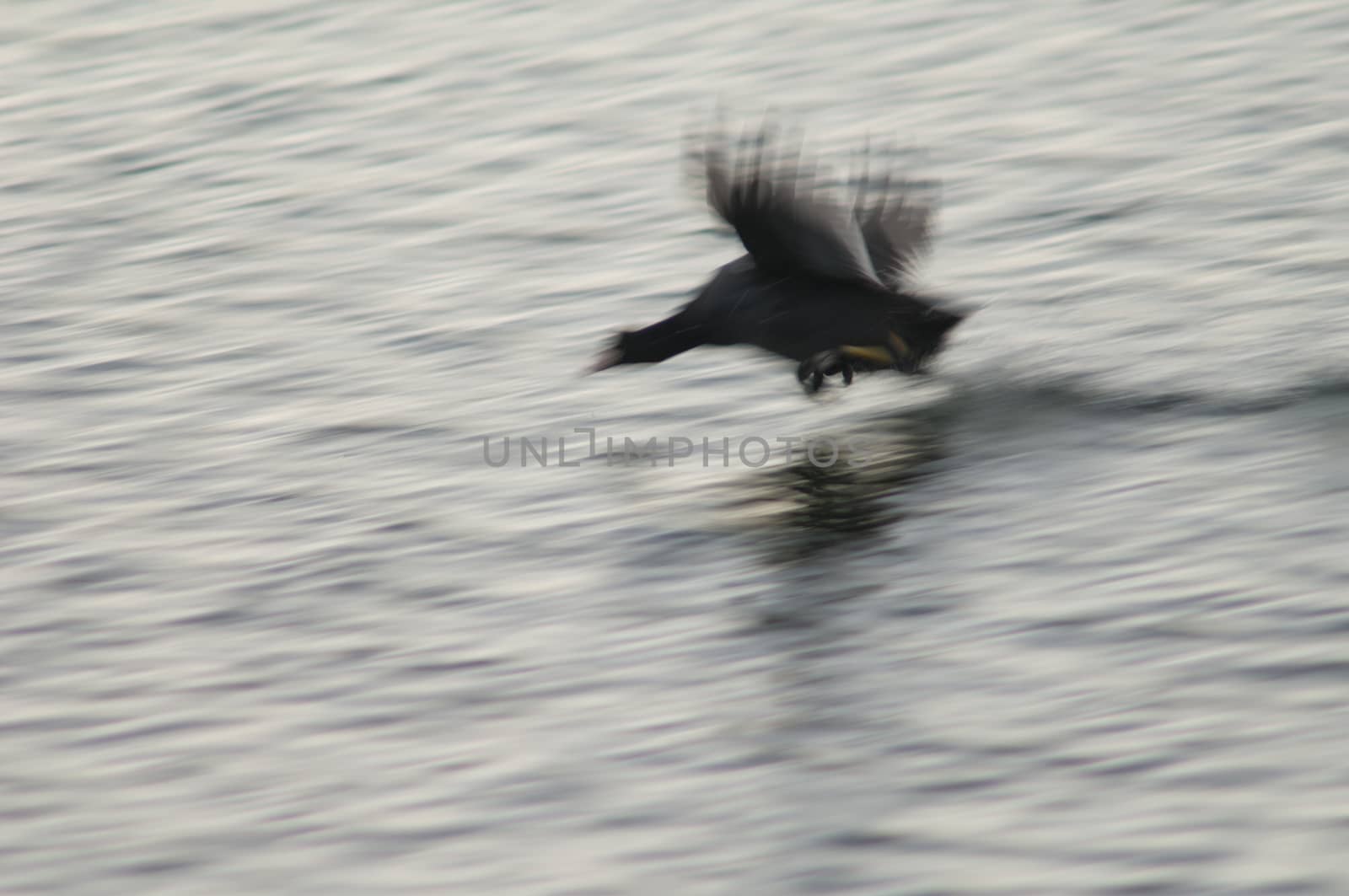 Eurasian coot (Fulica atra) chasing to another one. El Fraile lagoon. Arona. Tenerife. Canary Islands. Spain.