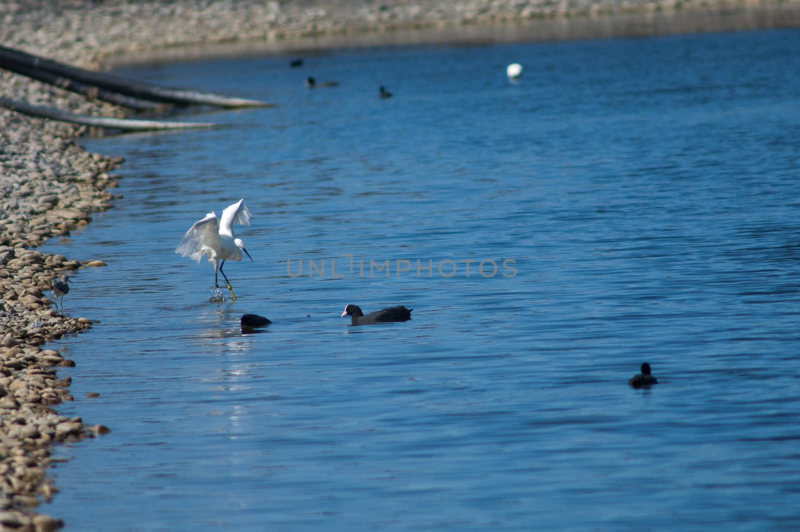 Little egret (Egretta garzetta) fishing (left) and Eurasian coots (Fulica atra) (right). by VictorSuarez