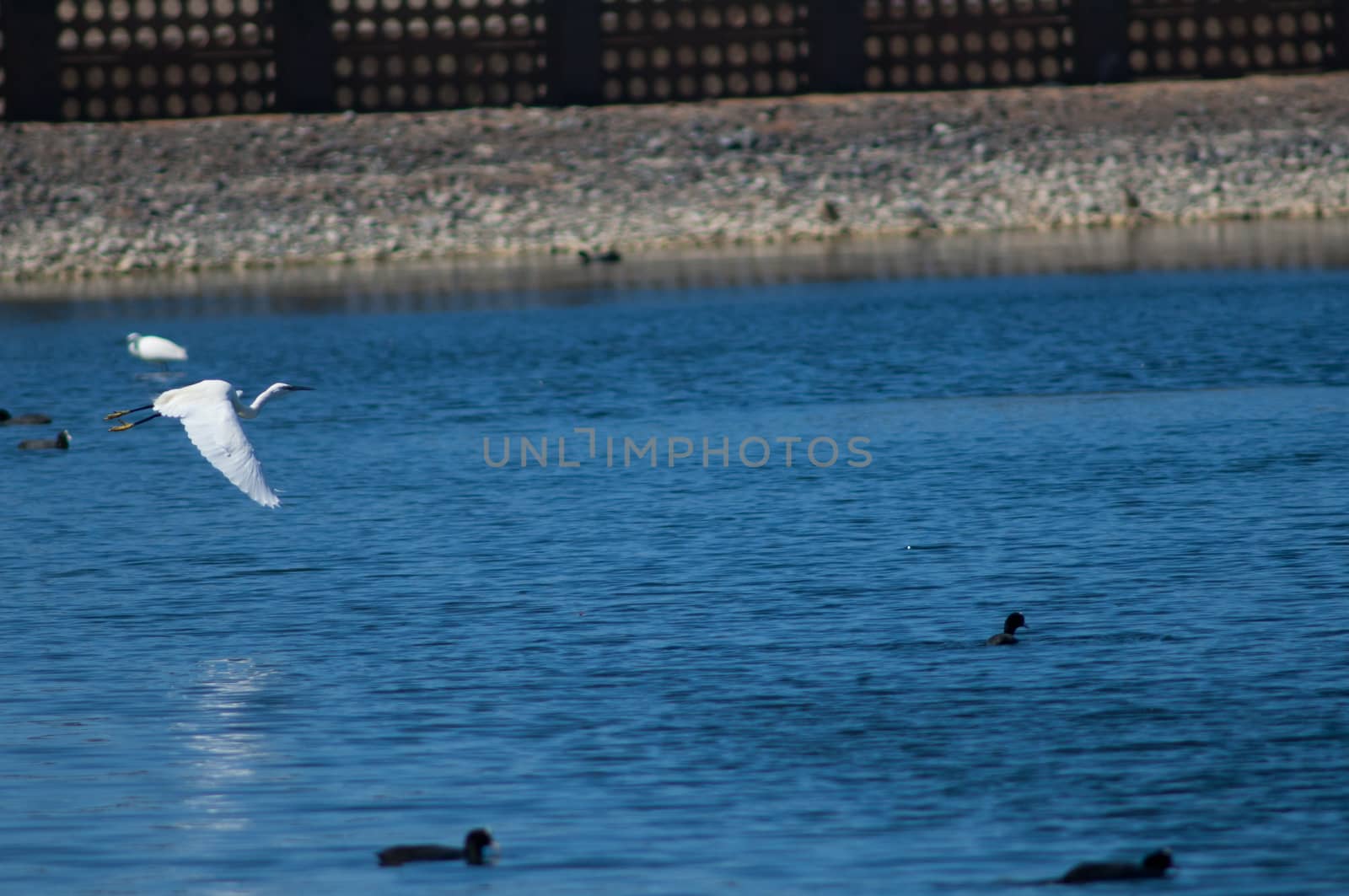 Little egret (Egretta garzetta) in flight. by VictorSuarez