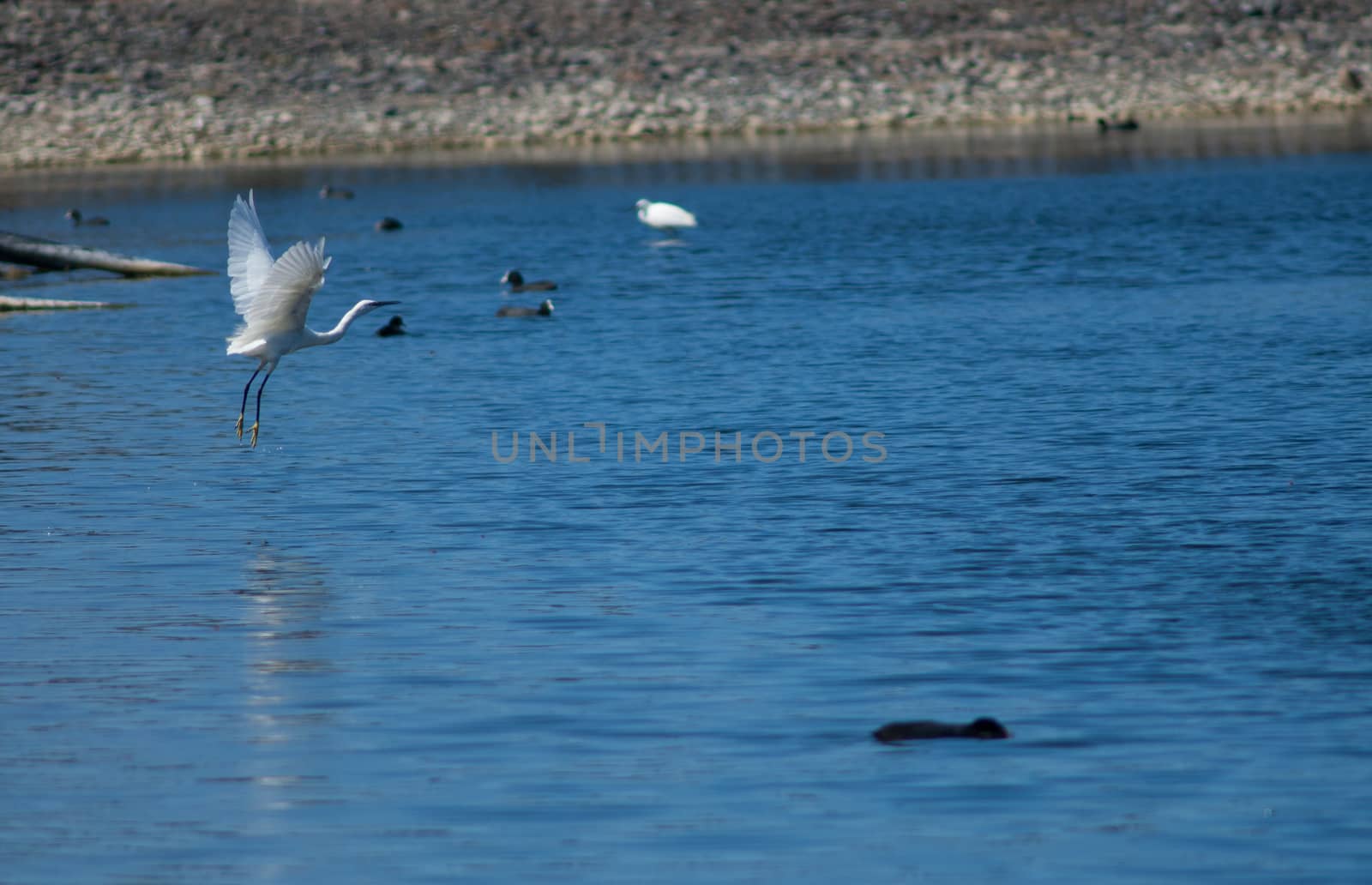 Little egret (Egretta garzetta) taking flight. by VictorSuarez
