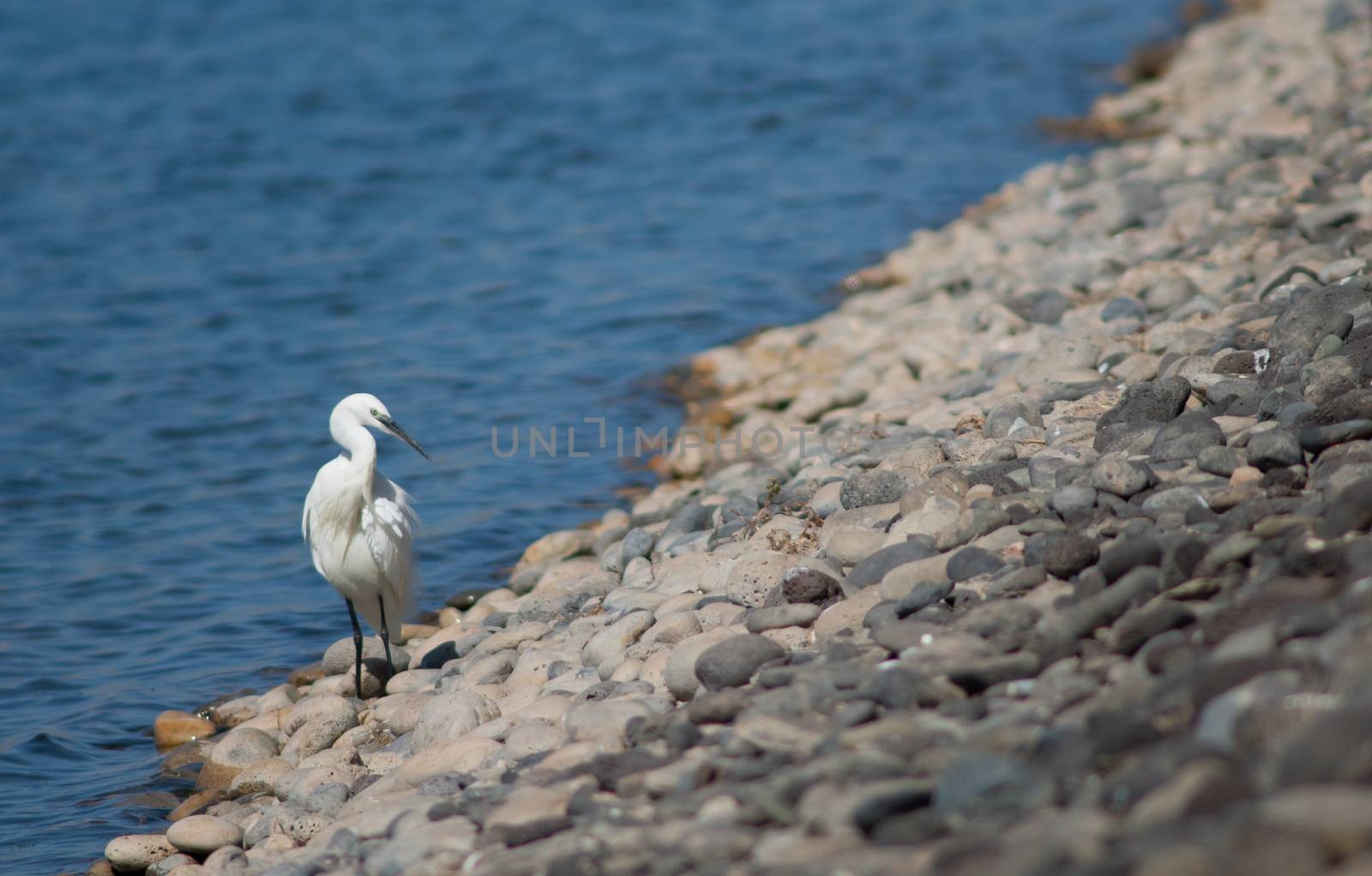 Little egret (Egretta garzetta). El Fraile lagoon. Adeje. Tenerife. Canary Islands. Spain.