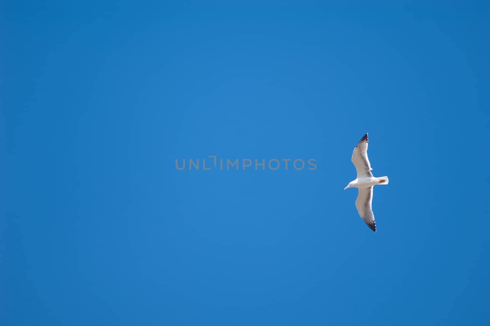 Yellow legged gull (Larus michahellis) in flight. by VictorSuarez