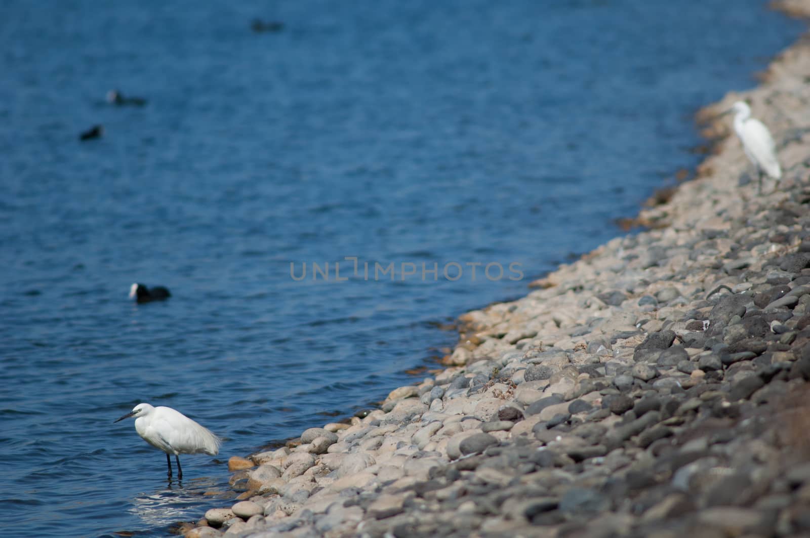 Little egret (Egretta garzetta). El Fraile lagoon. Arona. Tenerife. Canary Islands. Spain.