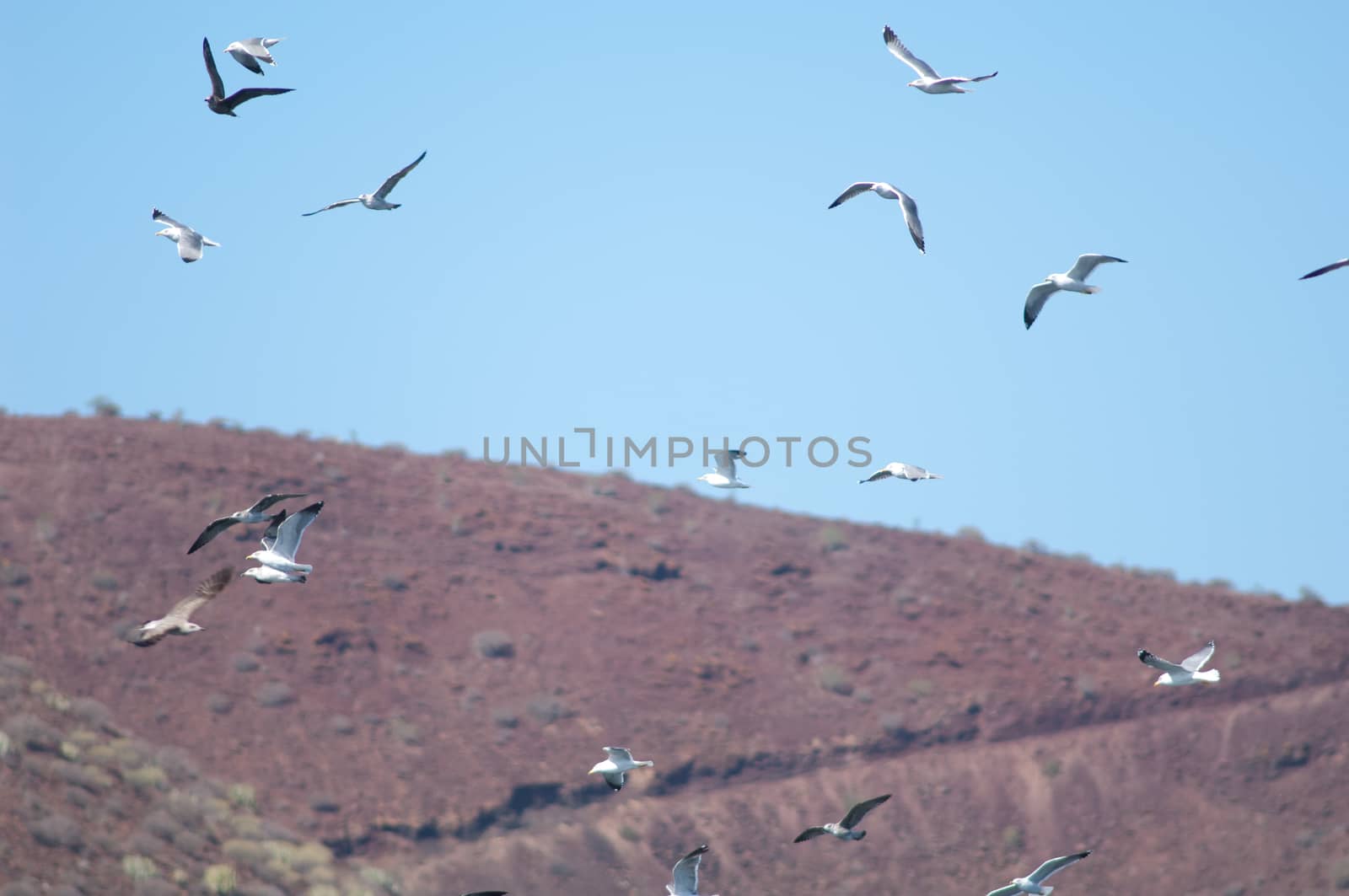 Yellow legged gull (Larus michahellis) in flight. El Fraile. Arona. Tenerife. Canary Islands. Spain.