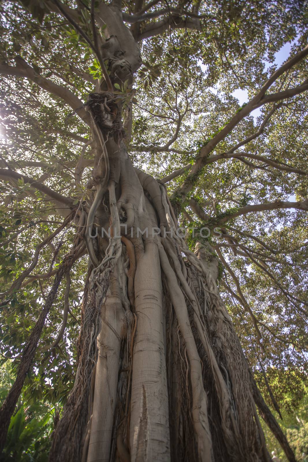 Ficus macrophylla a plant common in areas of northern Sicily