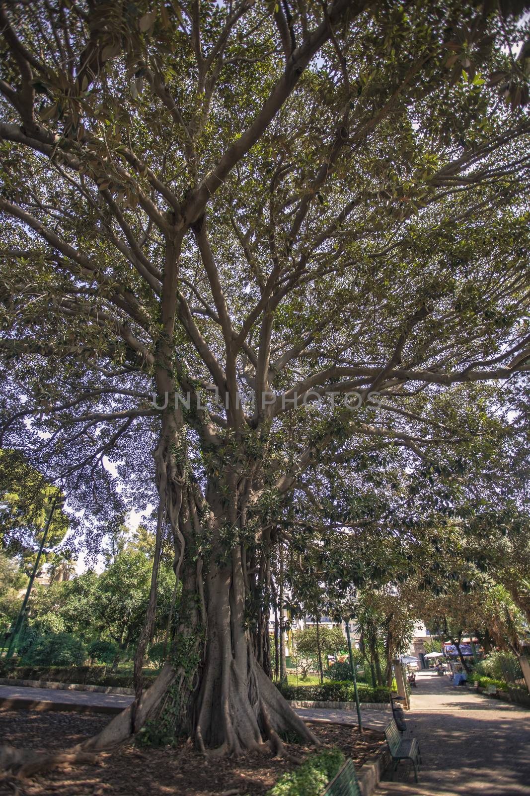 Ficus macrophylla in Sicily by pippocarlot