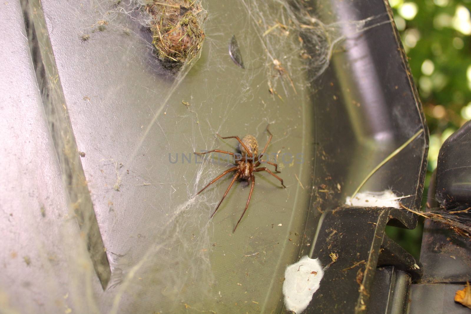 The picture shows a dust spider in the garden.