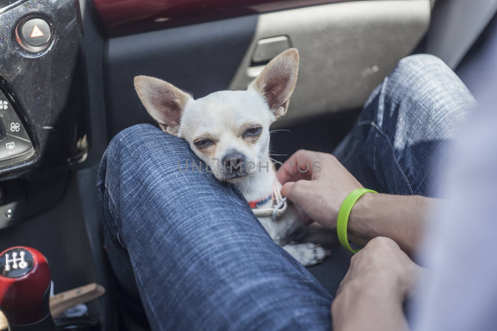 Chihuahua in the car by pippocarlot