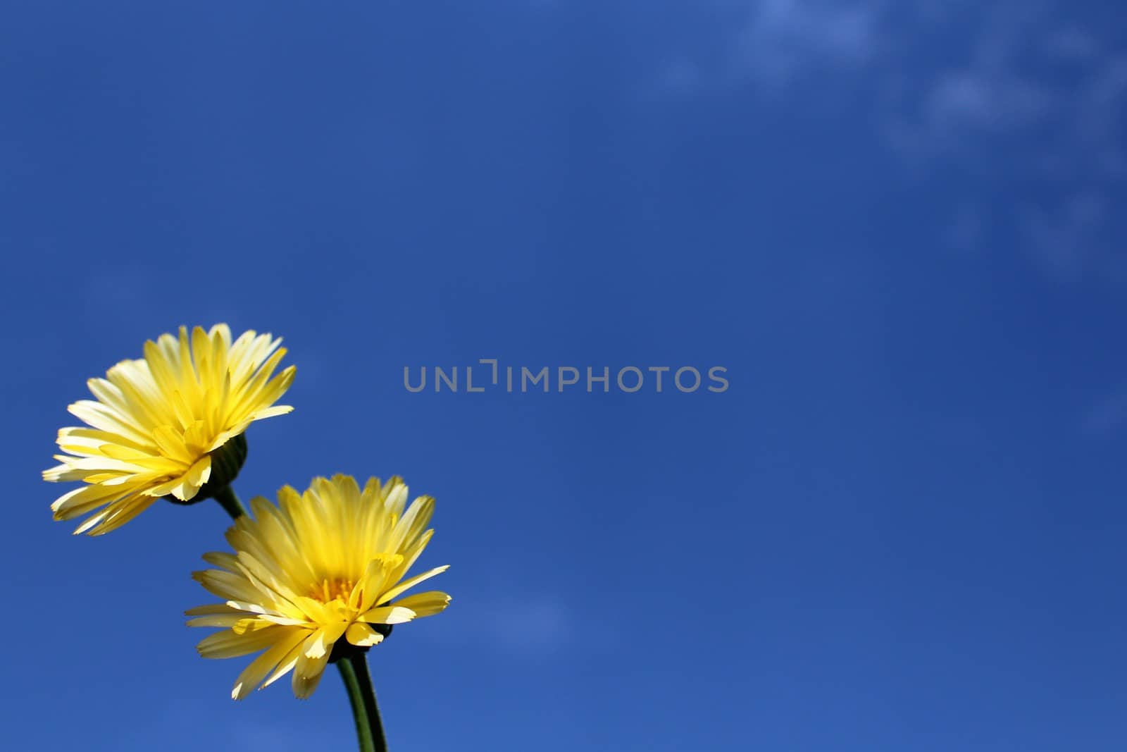 The picture shows a yellow flower on the blue sky.