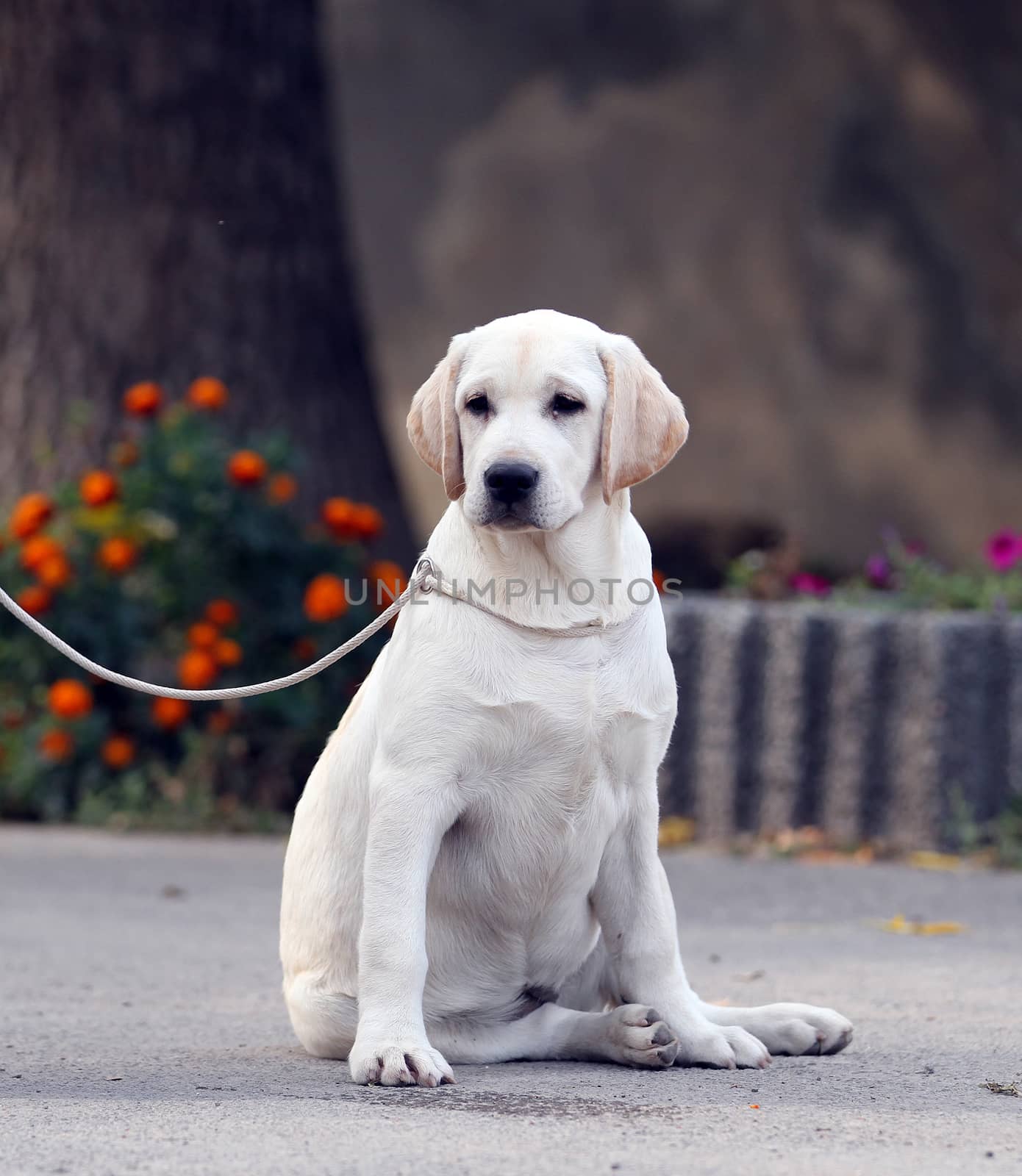 sweet yellow labrador sitting in the park