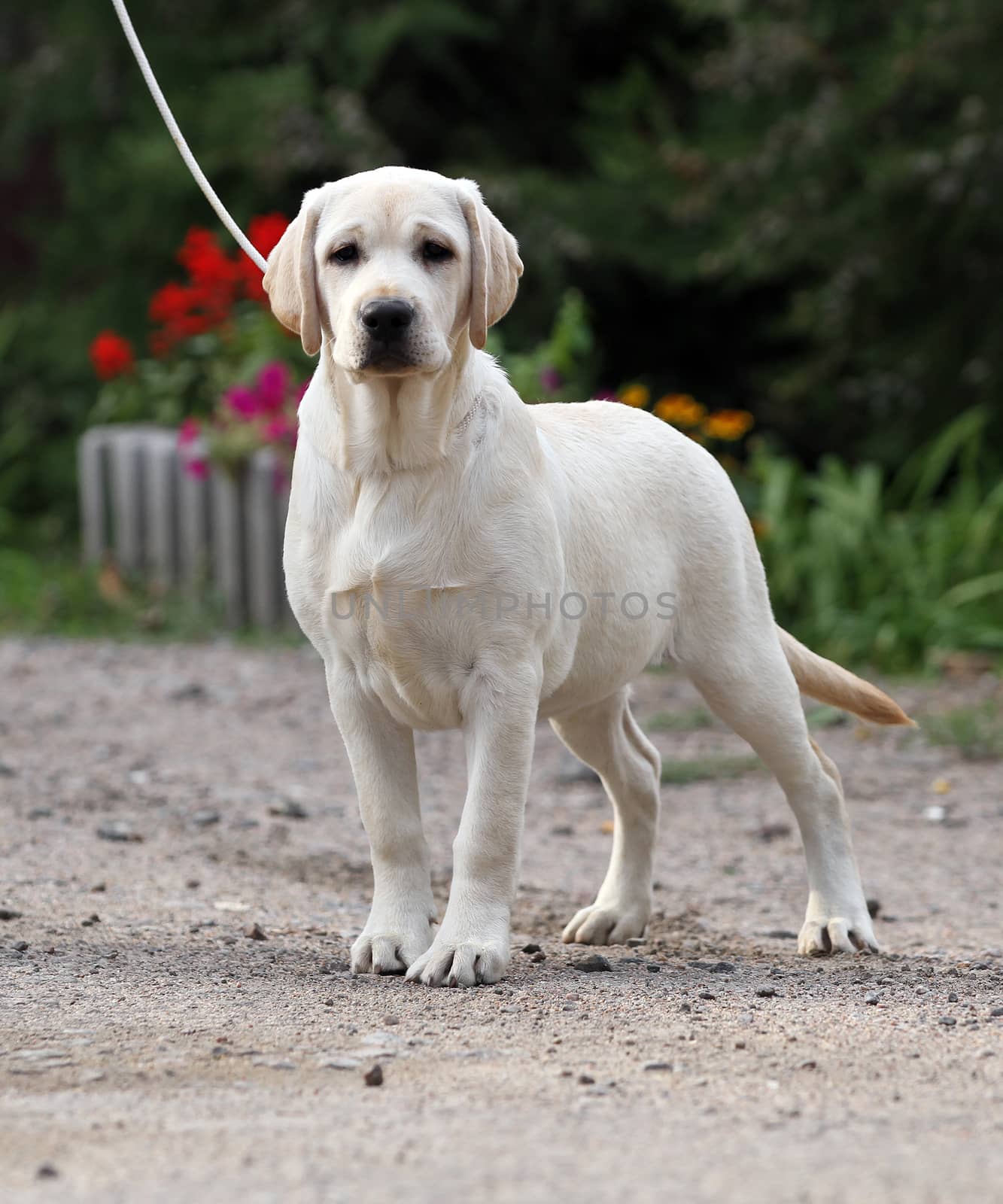 the sweet yellow labrador sitting in the park
