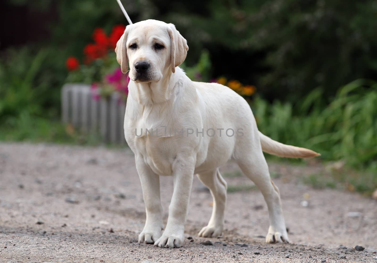 a sweet yellow labrador sitting in the park