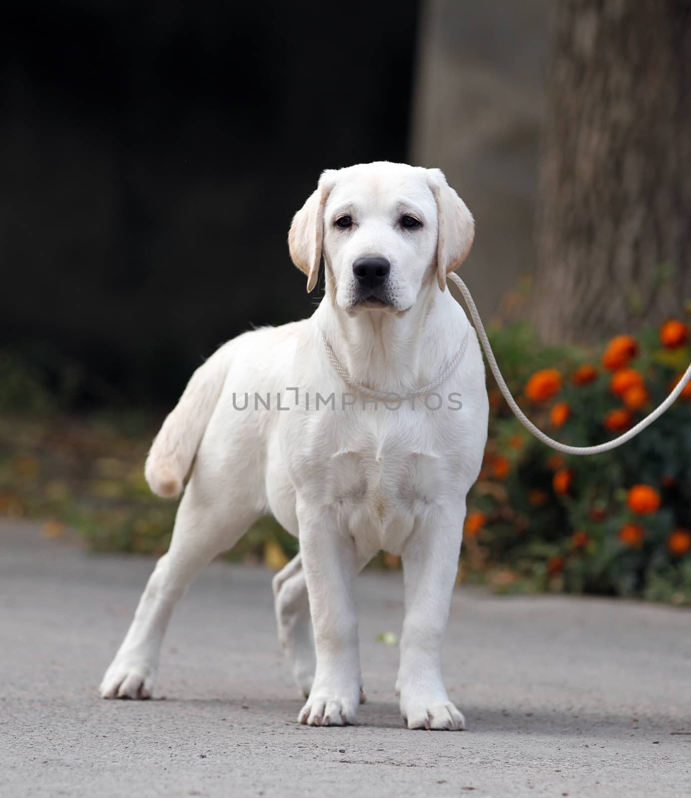 a nice sweet yellow labrador sitting in the park