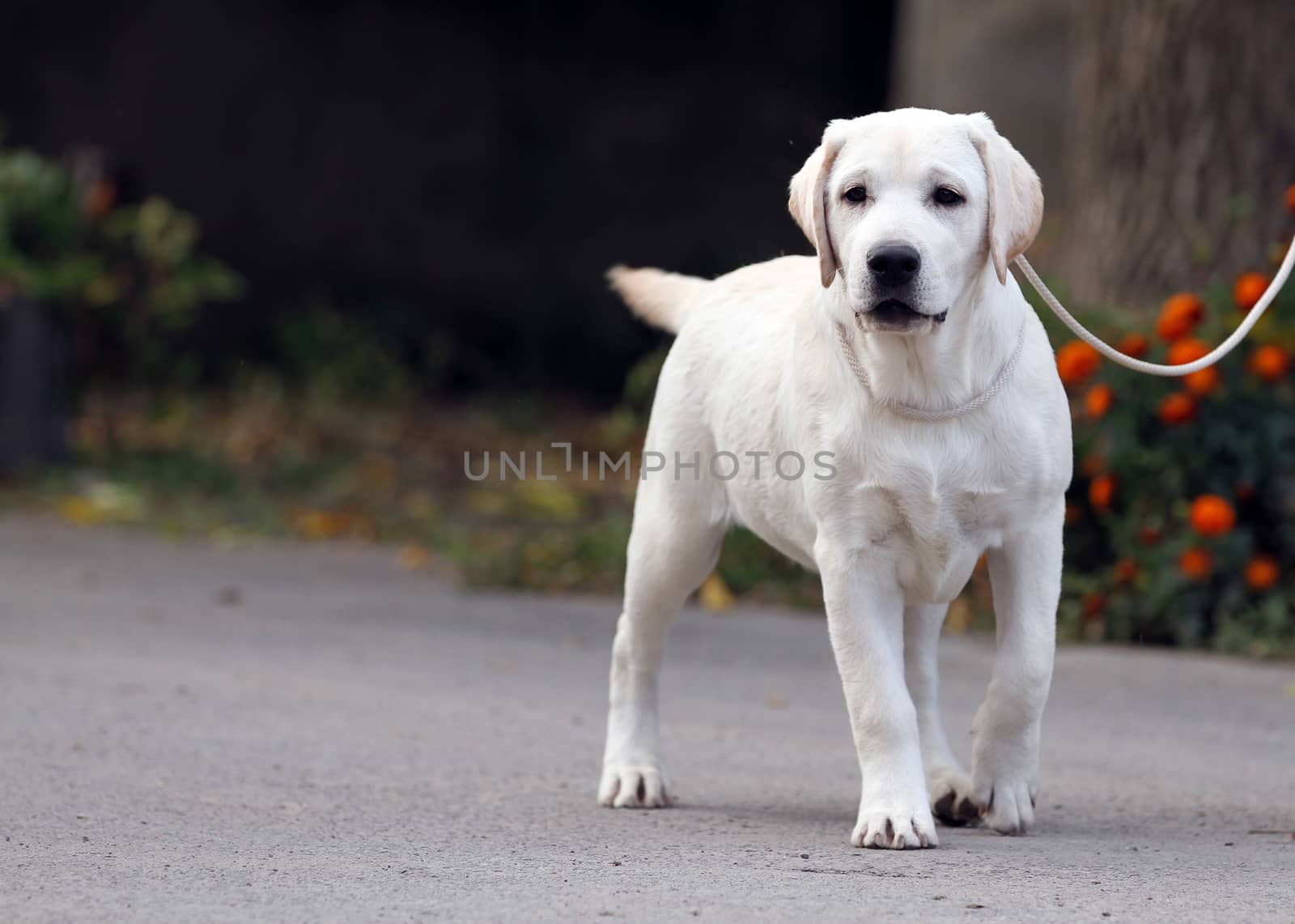 cute nice sweet yellow labrador sitting in the park