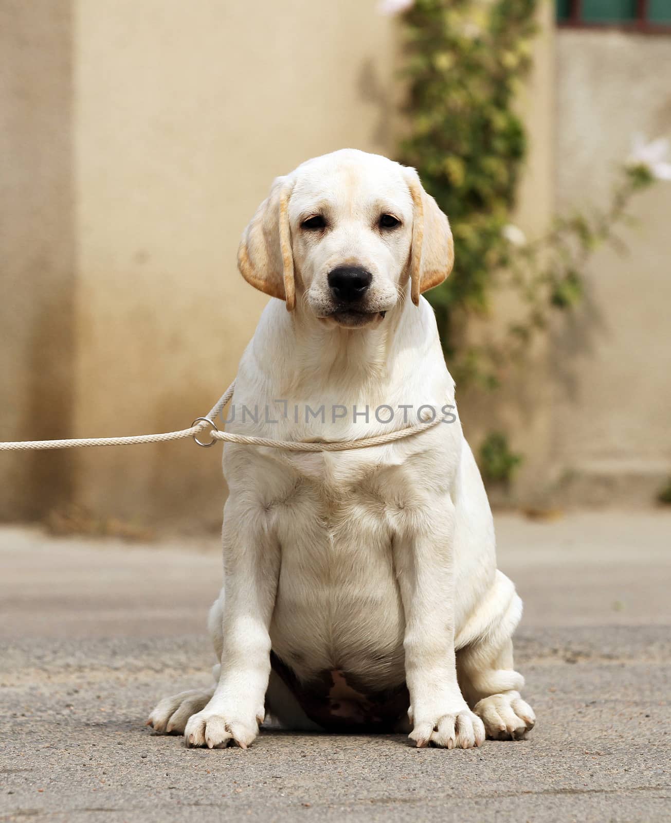 a yellow labrador sitting in the park