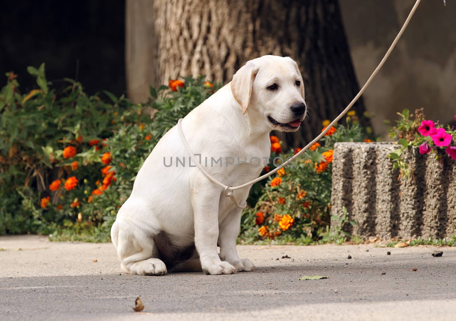 sweet yellow labrador sitting in the park
