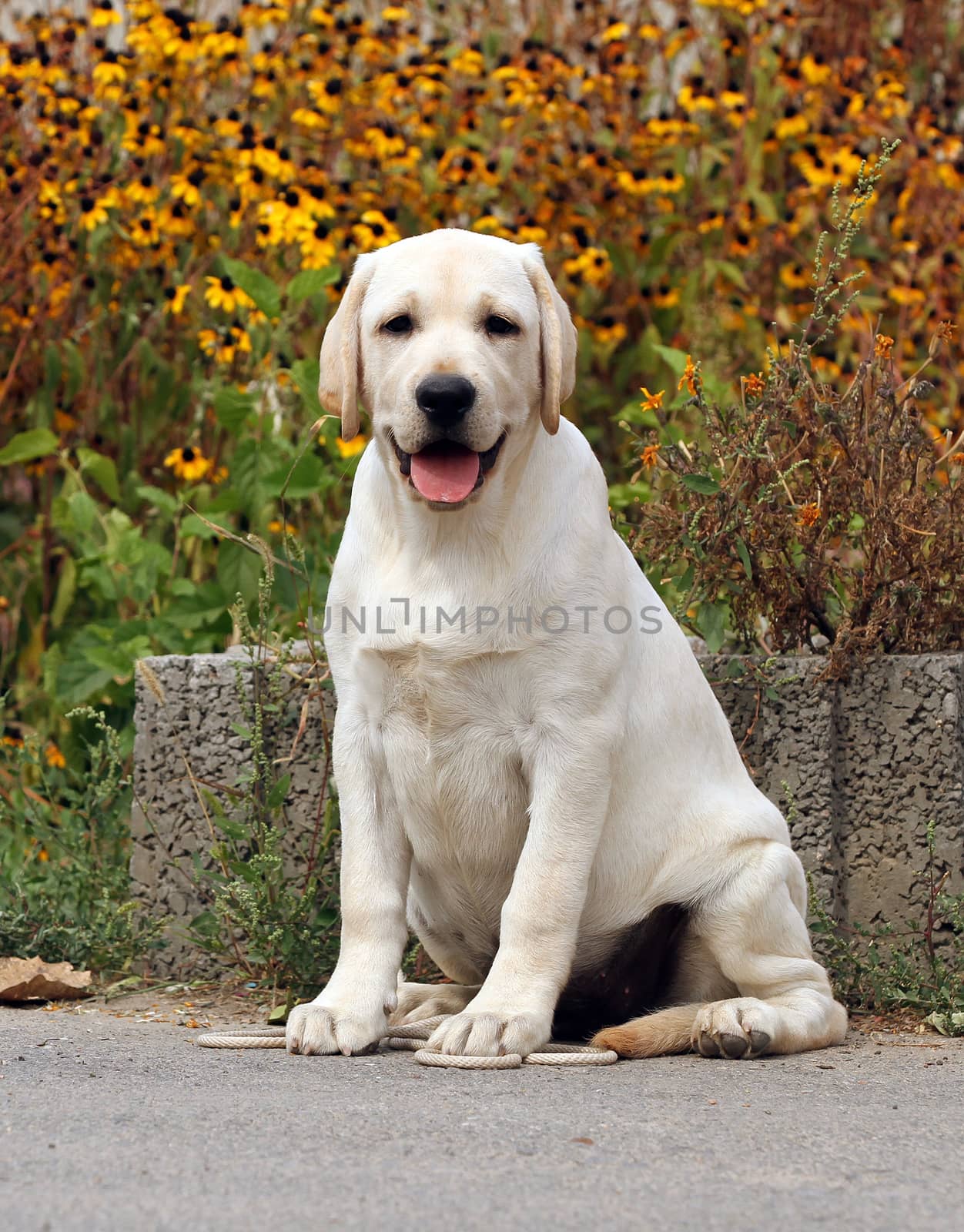 the sweet yellow labrador sitting in the park