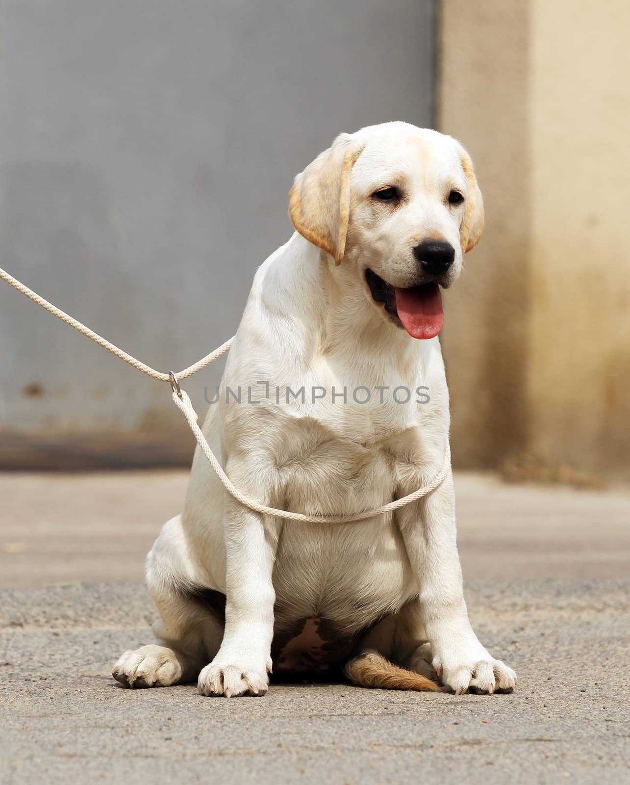 yellow labrador sitting in the park