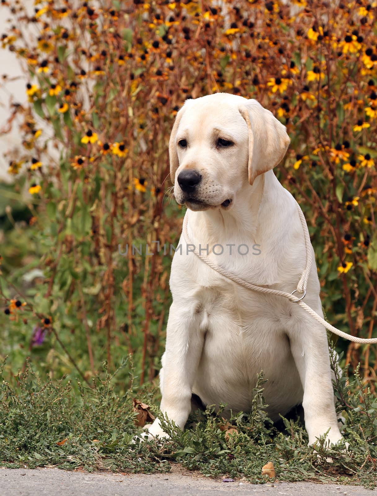 a cute sweet yellow labrador sitting in the park