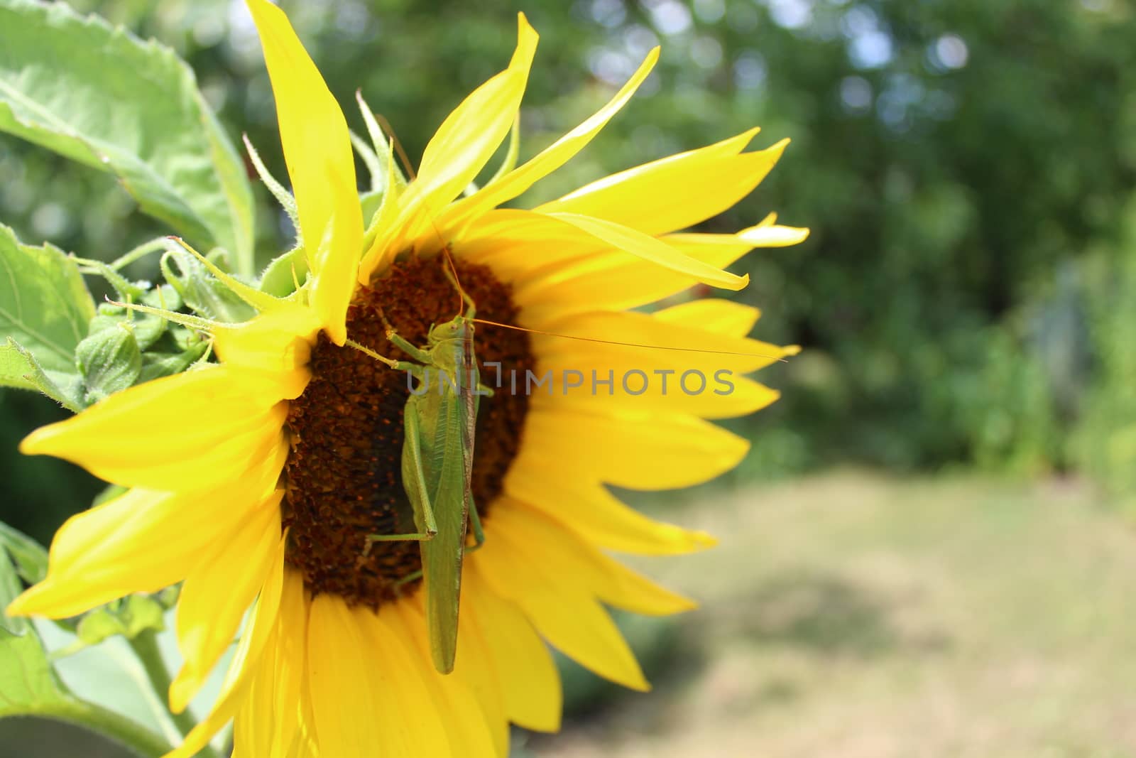 The picture shows a great green bush cricket on a sun flower.