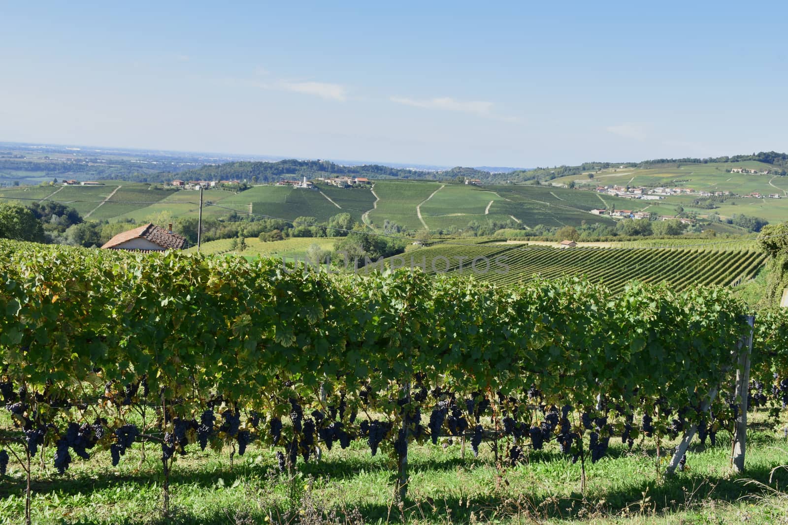 Langhe vineyards, famous for the wine production, Italy.