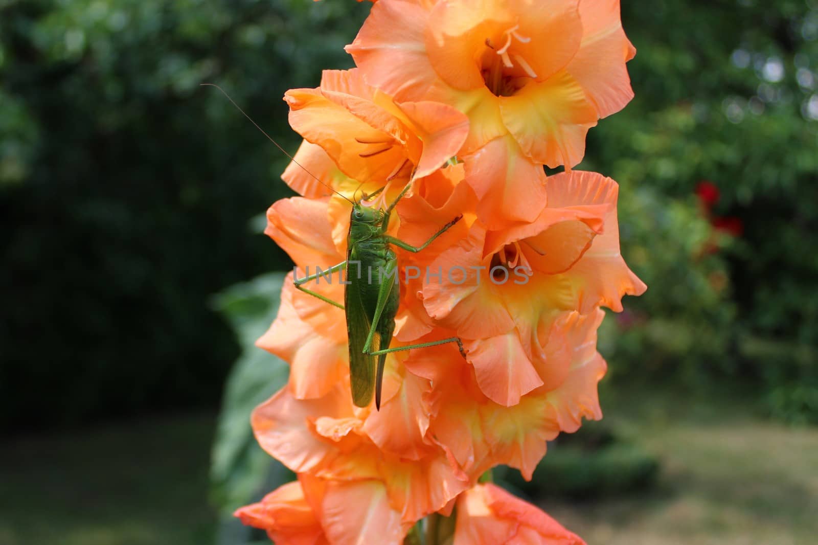 The picture shows a bush cricket on a gladiola.