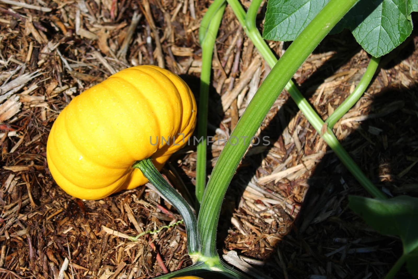 The picture shows pumpkins in the garden.