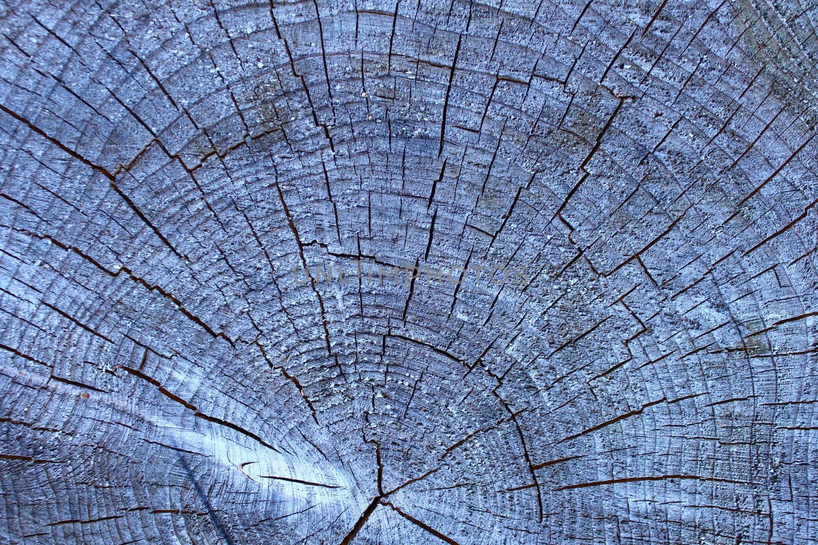 The picture shows a structure of a tree trunk.