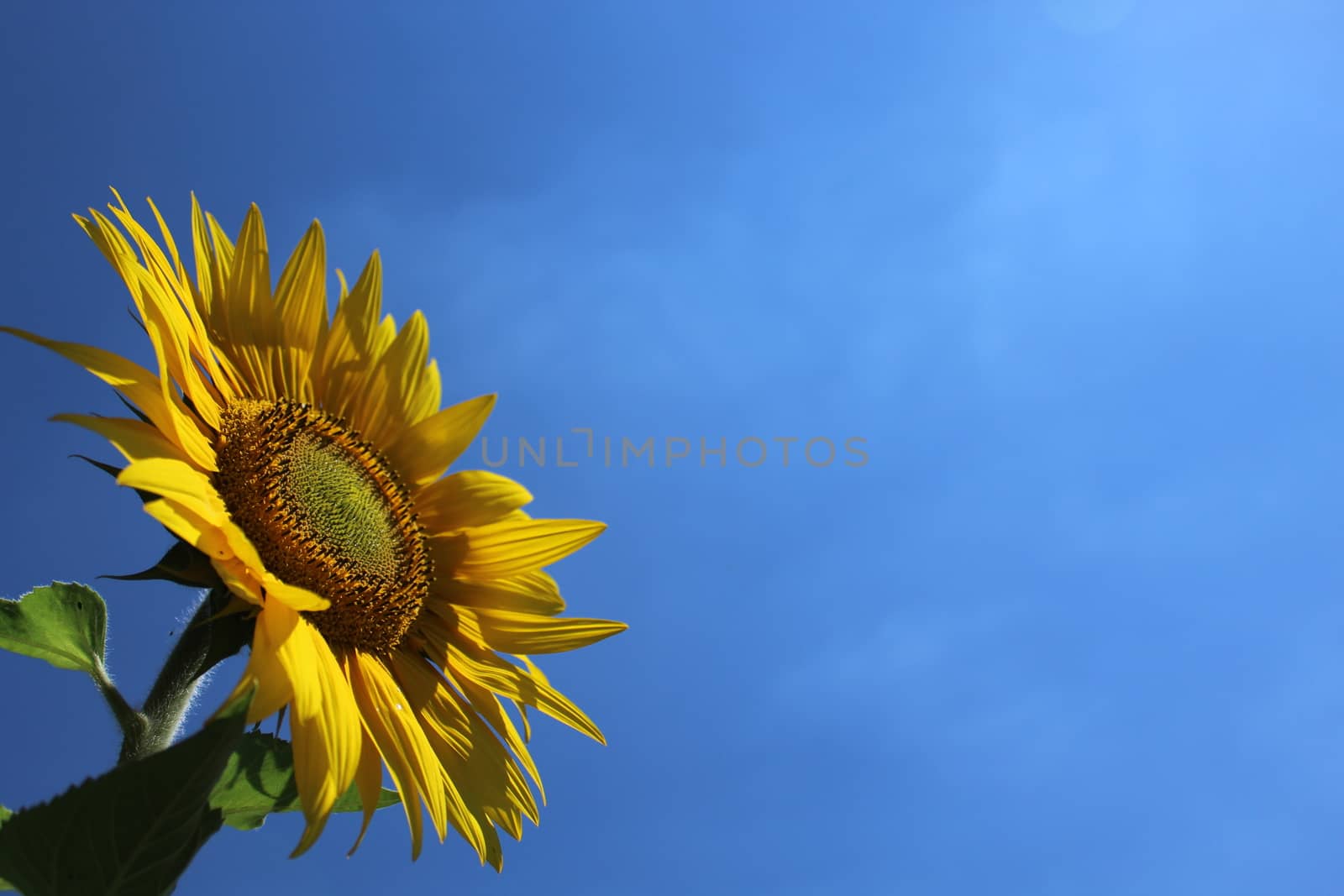 The picture shows a sunflower in front of the blue sky.