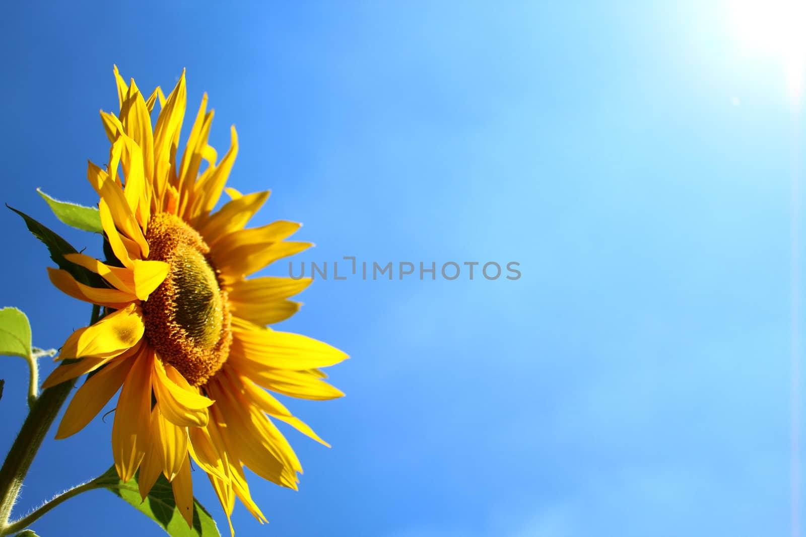 The picture shows a sunflower in front of the blue sky.