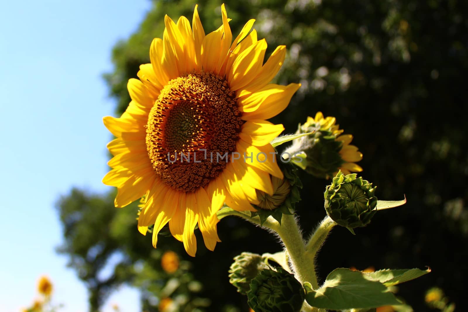 The picture shows a sunflower field.