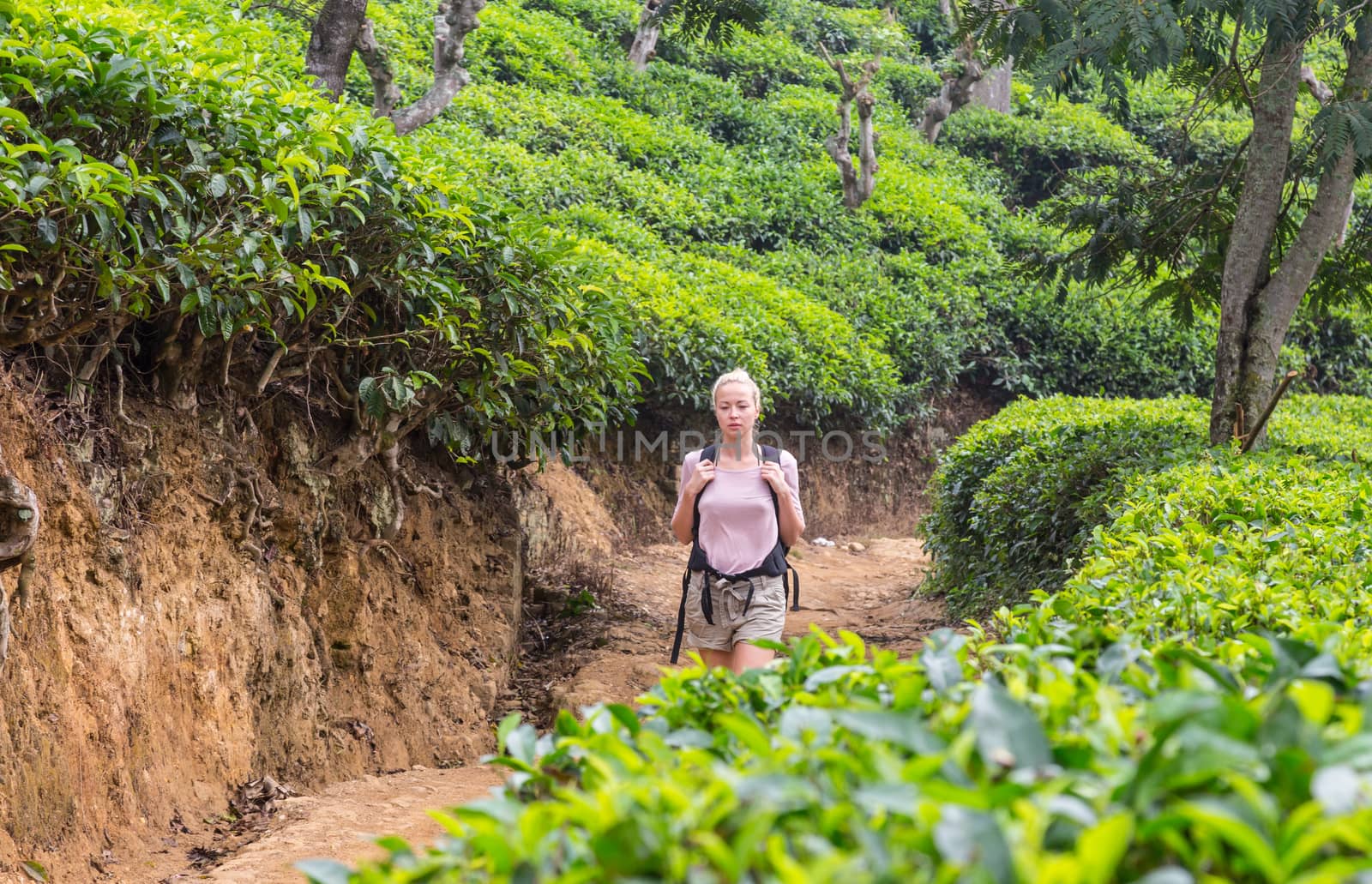 Active caucasian blonde woman enjoing fresh air and pristine nature while tracking among tea plantaitons near Ella, Sri Lanka. Bacpecking outdoors tourist adventure by kasto