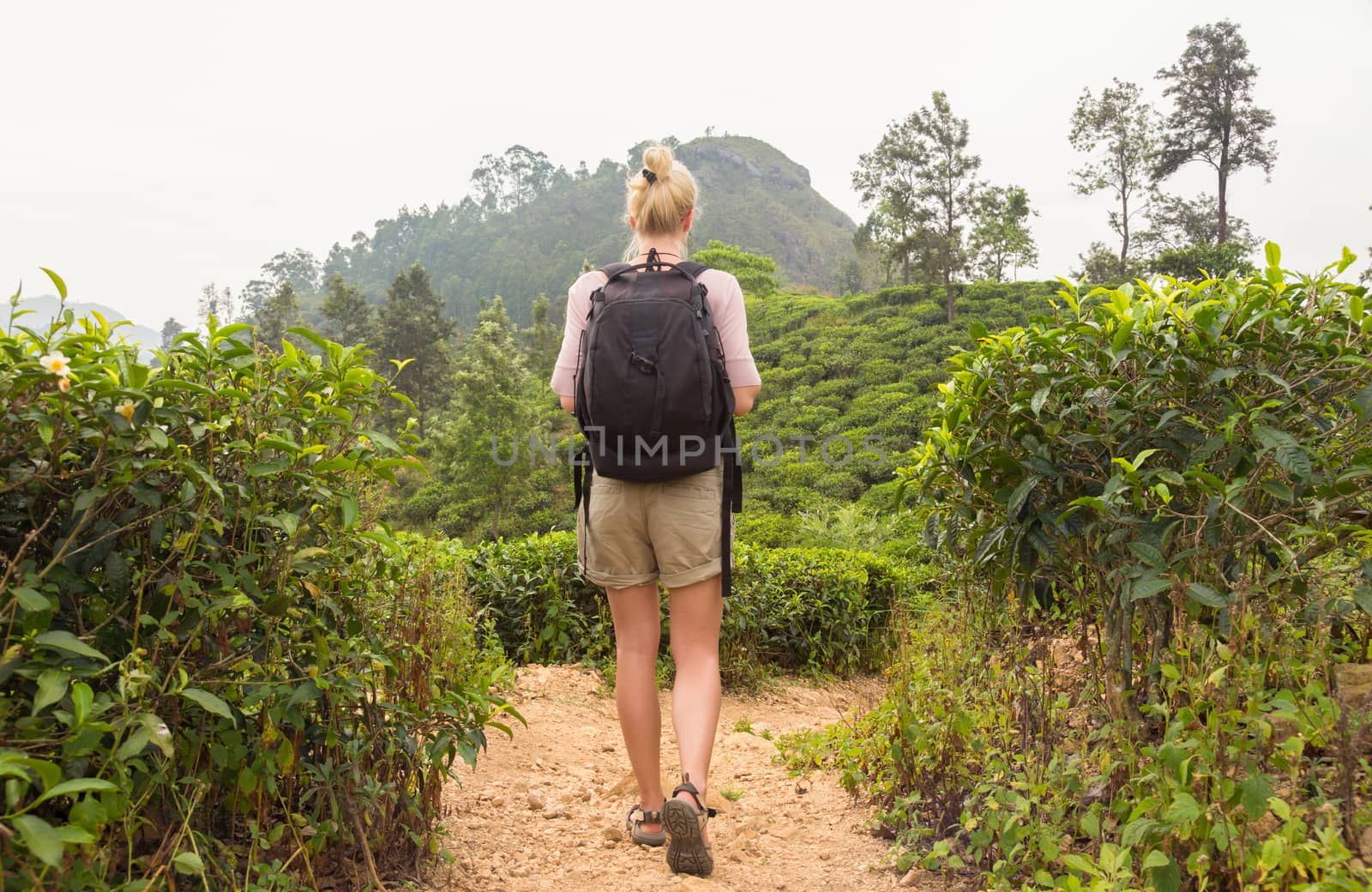 Active caucasian blonde woman enjoing fresh air and pristine nature while tracking among tea plantaitons near Ella, Sri Lanka. Bacpecking outdoors tourist adventure.