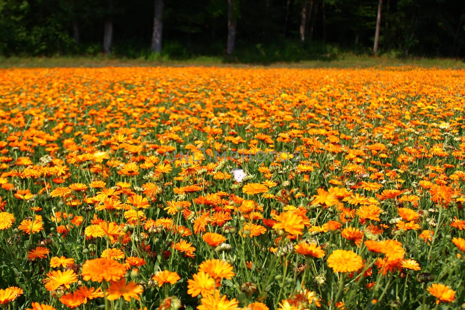 field of marigold by martina_unbehauen