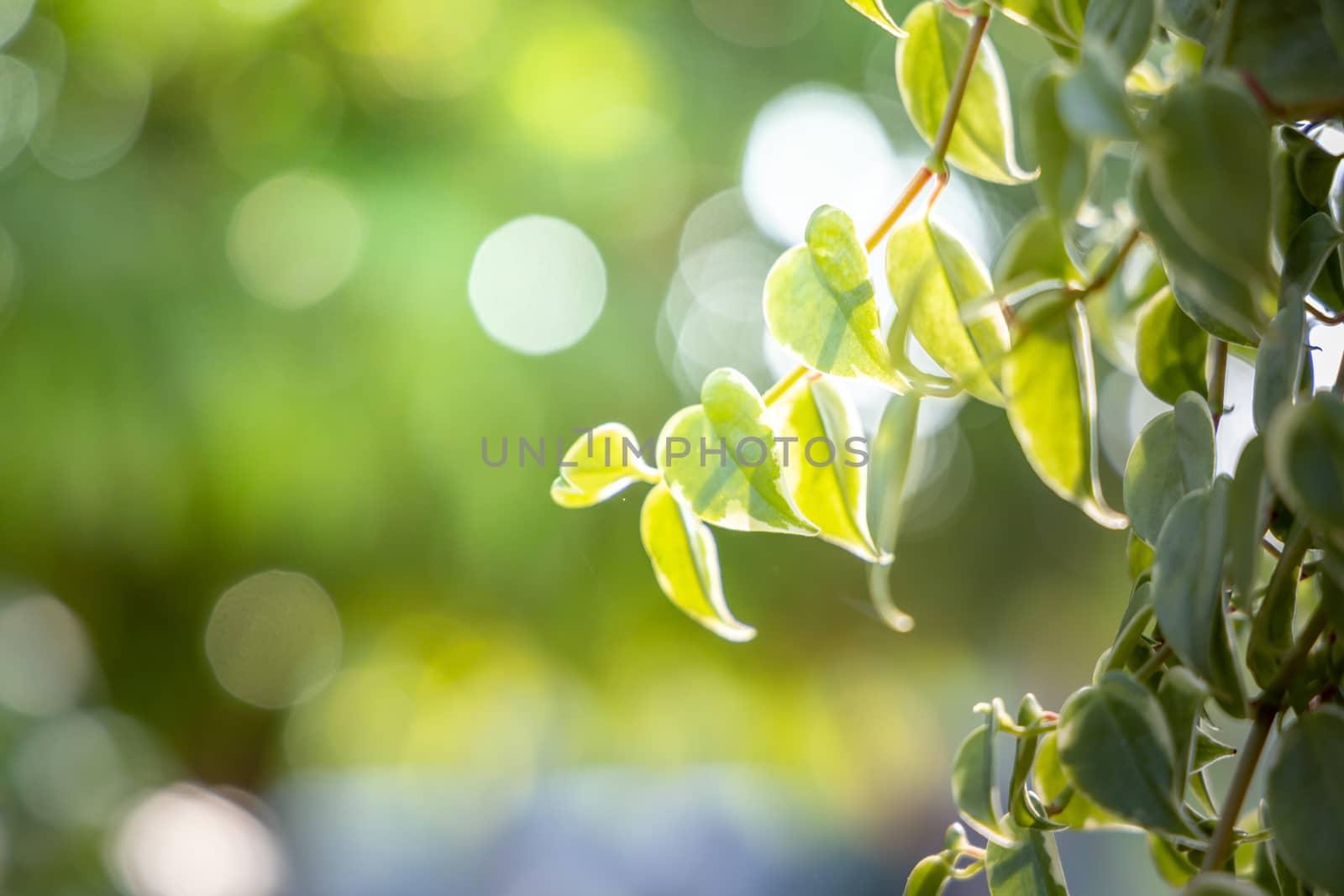 Close Up green leaf under sunlight in the garden. Natural background with copy space.