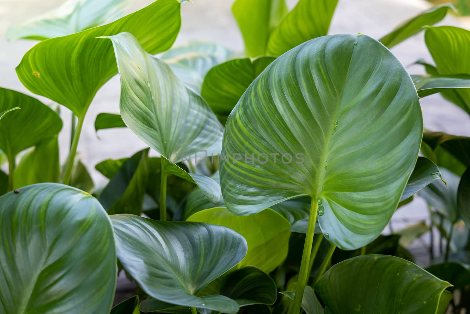 Close Up green leaf under sunlight in the garden. Natural background with copy space.