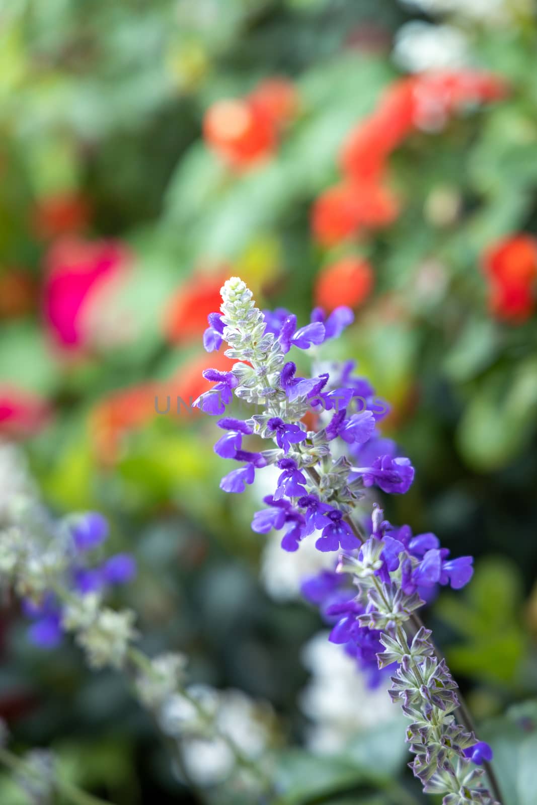 The background image of the colorful flowers by teerawit