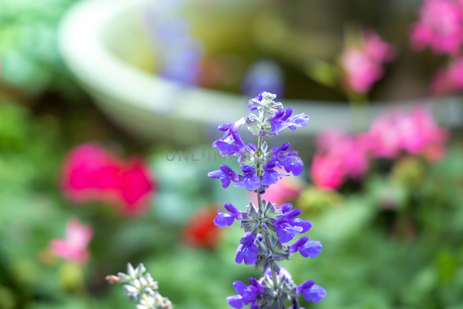 The background image of the colorful flowers, background nature