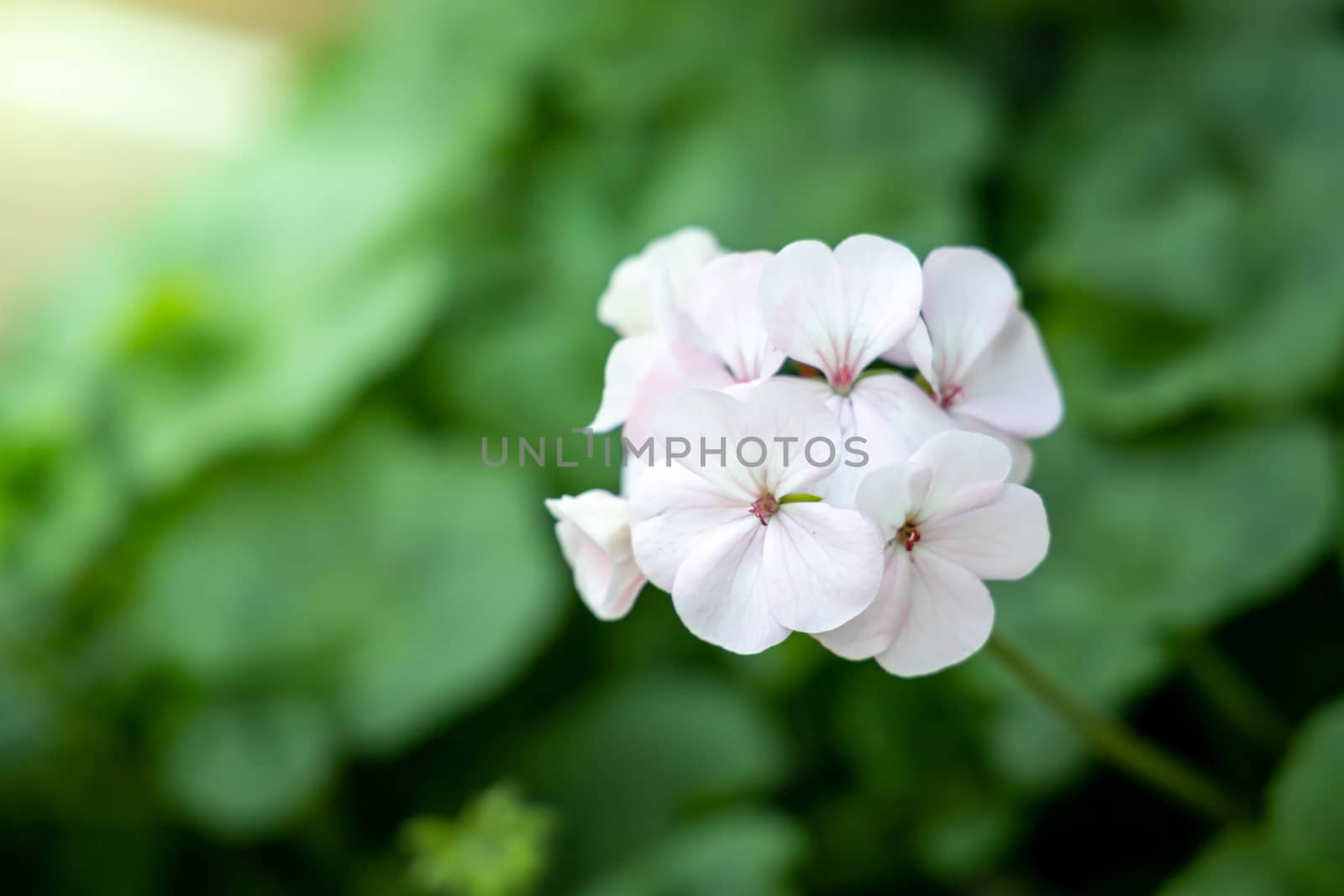 The background image of the colorful flowers, background nature