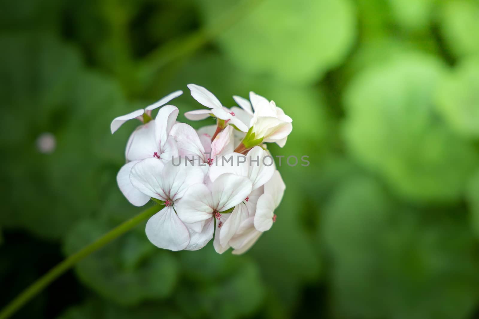 The background image of the colorful flowers, background nature